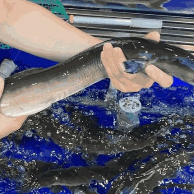 CÁ CHÌNH (THEO THỜI GIÁ)