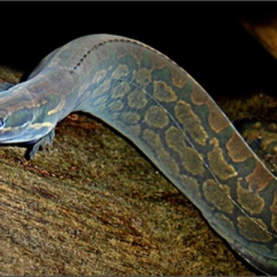 CÁ CHẠCH LẤU-THEO THỜI GIÁ