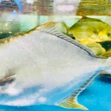 CÁ CHIM TRẮNG-THEO THỜI GIÁ