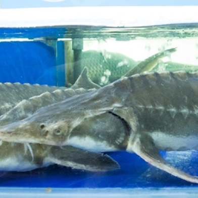 CÁ TẦM-THEO THỜI GIÁ