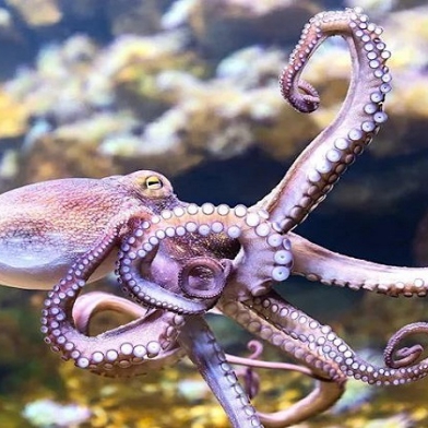 BẠCH TUỘC-THEO THỜI GIÁ